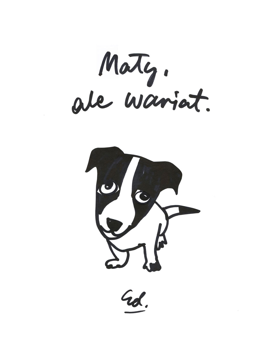 Jack Russell terrier - turbo na czterech łapach